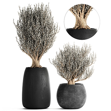 Tropical Olive Tree in Black Pot 3D model image 1 