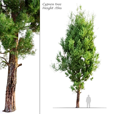 Cupressus Cypress Tree - 13m High 3D model image 1 