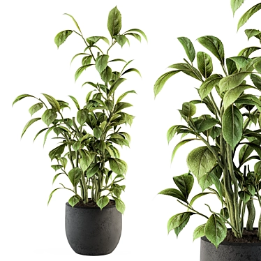 Lush Schefflera Amate: Indoor Plant Set 3D model image 1 