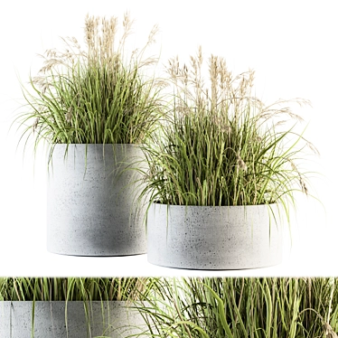 Indian Grass Indoor Plant Set 3D model image 1 