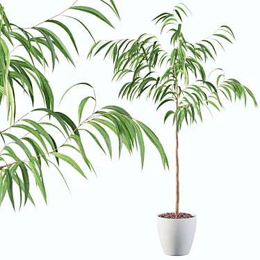 Exquisite Ficus Ali Plant - 3D Model 3D model image 1 