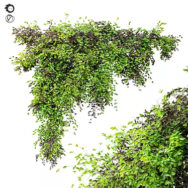  Evergreen Hanging Plant: Dry & Lush Leaves 3D model image 1 