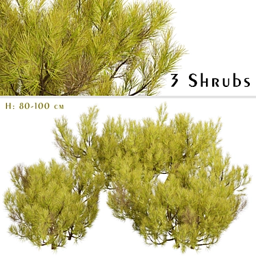 Golden Mugo Pine Shrub Set (3 Shrubs) 3D model image 1 