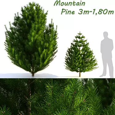  Majestic Mountain Pine 3D Model 3D model image 1 