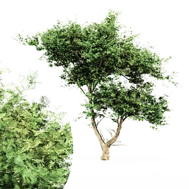  Majestic Acacia Tree - East Africa 3D model image 1 
