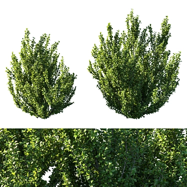 Rhamnus Alaternus Bush: Beautifully Crafted Garden Décor 3D model image 1 