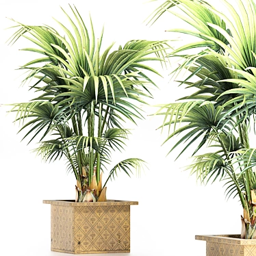 Exquisite 165 Arabian Palm Set 3D model image 1 