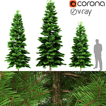 Evergreen Spruce Tree - 3D Model 3D model image 1 
