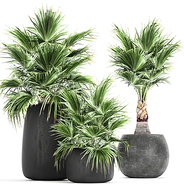 Exotic Palm Plant Collection 3D model image 1 