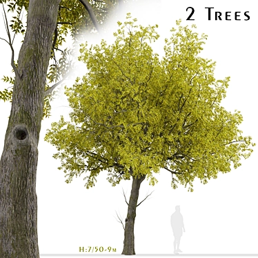 Arizona Ash Trees: Lush and Lifelike Pair! 3D model image 1 