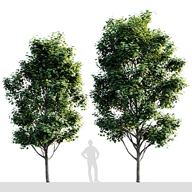 Tall Maple Tree: 7.8m-7m 3D model image 1 
