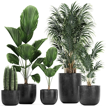 Exotic Plant Collection in Black Pots 3D model image 1 