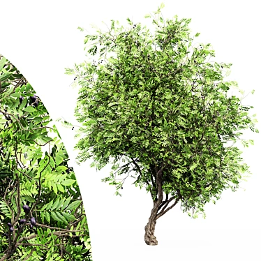 Exquisite African Olive Tree: Stunningly Detailed & Versatile 3D model image 1 
