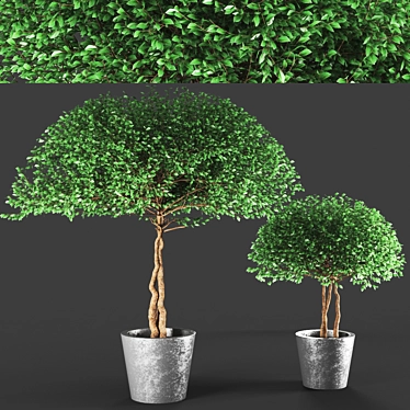  Elegant Poly Plant Duo 3D model image 1 