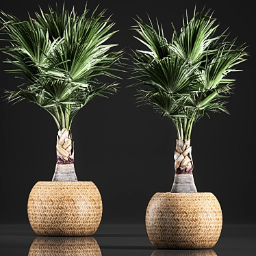 Exotic Palm Plant Collection in Rattan Basket 3D model image 1 