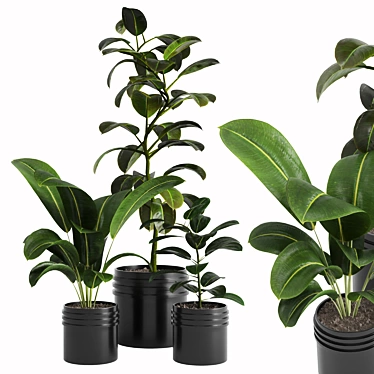 Tropical Beauty Indoor Plant 3D model image 1 