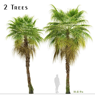 Chinese Fan Palm Tree Set: 2 Beautiful Livistona chinensis Palms 3D model image 1 