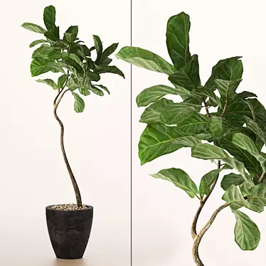 Tall Fiddle Leaf Fig Tree 3D model image 1 