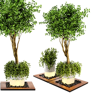 Natural Wood & Concrete Outdoor Plant Set 3D model image 1 