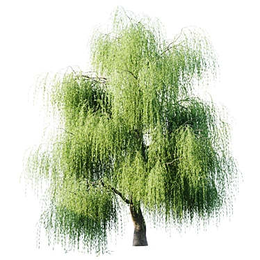 18m Willow - Pure Elegance for Your Space 3D model image 1 