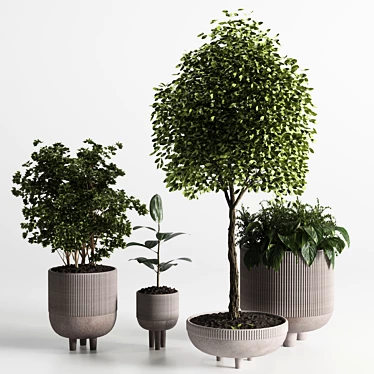 Elegant Indoor Plant 12 - 3D Model 3D model image 1 