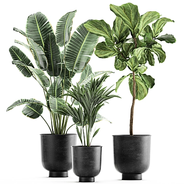 Tropical Plant Collection: Exotic Banana Palm, Ravenala, Strelitzia in Grey Vases 3D model image 1 