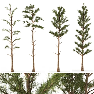 Pine Tree 03: Detailed Miniature 3D model image 1 