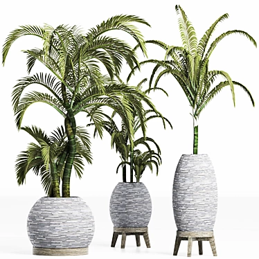 Tropical Palm Plants Collection 3D model image 1 