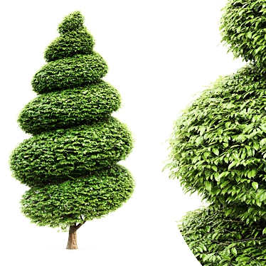 Burford Holly Spiral Topiary: Elegant and Versatile Garden Accent 3D model image 1 
