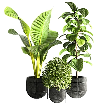 Indoor Greenery 14 3D model image 1 