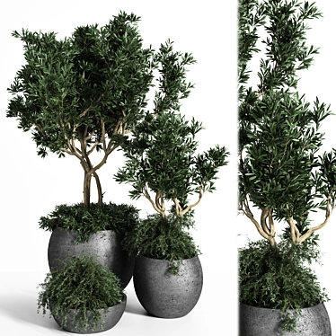 Exquisite Outdoor Plant Tree 3D model image 1 