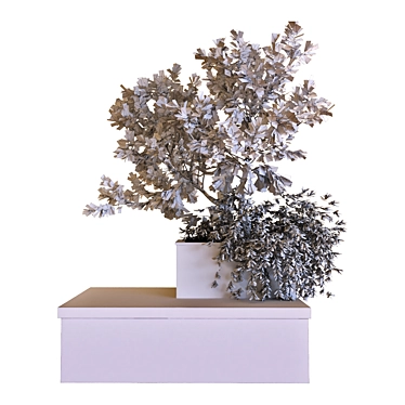 Nature's Haven Tree Box Set 3D model image 1 