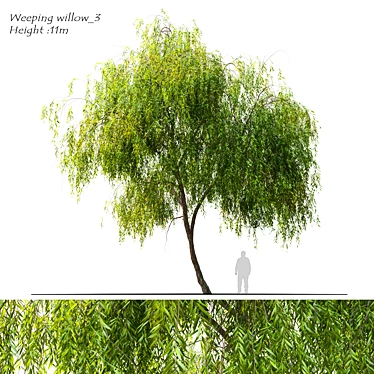 Graceful Weeping Willow Tree 3D model image 1 