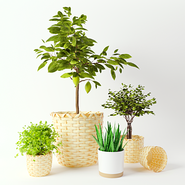 Stylish KAFFEBÖNA Plant Pot Set 3D model image 1 