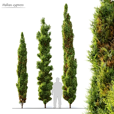 Mediterranean Cypress: 3 Height Options 3D model image 1 