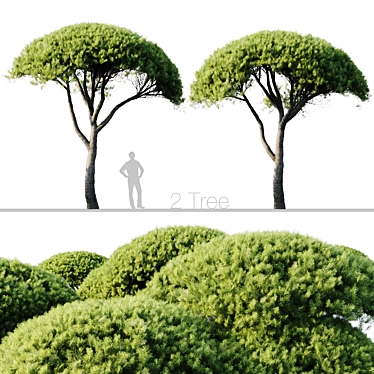 Pine Tree Set: 13m and 12m 3D model image 1 