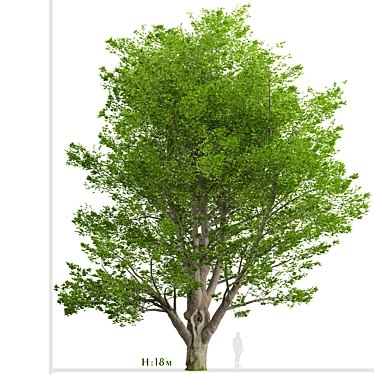 Tall Fraxinus Americana Tree 3D model image 1 