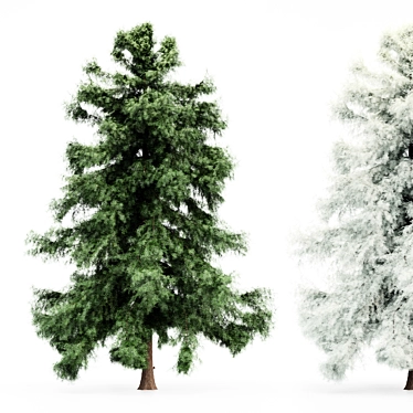 Alaska Cedar: From Spring to Winter 3D model image 1 