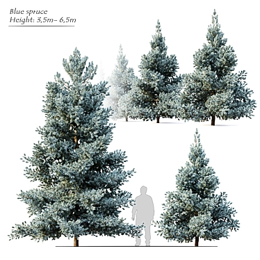 Norway Blue Spruce: Vray Material, 3.5m-6.5m Height 3D model image 1 
