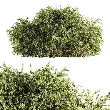 Lush Ficus Bush - Complete Set 3D model image 1 