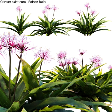 Crinum asiaticum Poison Bulb 3D Model 3D model image 1 