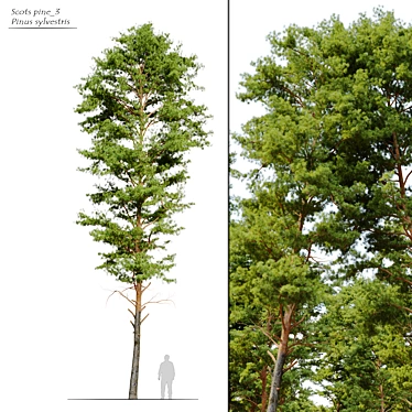 Scots Pine Tree 3D Model 3D model image 1 