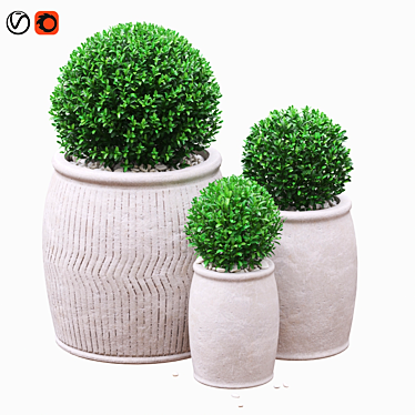 Boxwood in ceramic pots