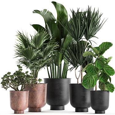 Exotic Plant Collection in Black Pots 3D model image 1 