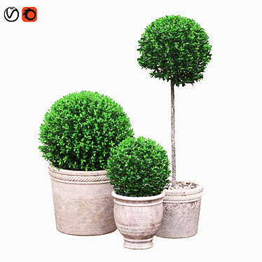 Round boxwood bushes in pots