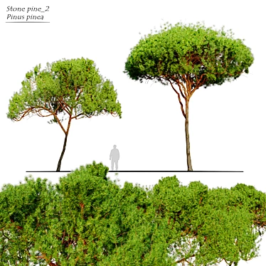 Stunning Stone Pine Tree 3D model image 1 