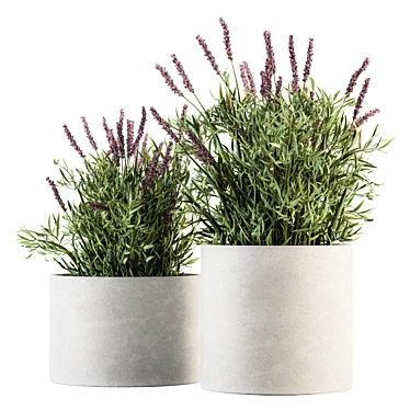 Indoor Lavender Bush - Plant Set 3D model image 1 