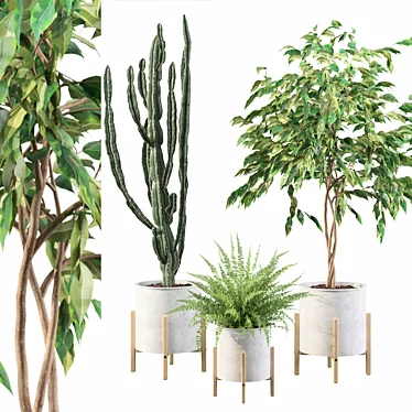 Exquisite Greenery: Ficus, Fern & Cactus 3D model image 1 