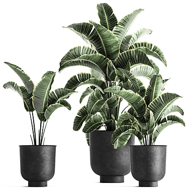 Tropical Paradise Plant Collection 3D model image 1 