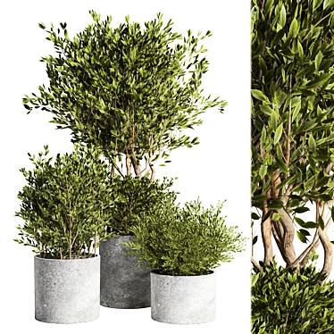 Outdoor Plant 09: Realistic 3D Model 3D model image 1 